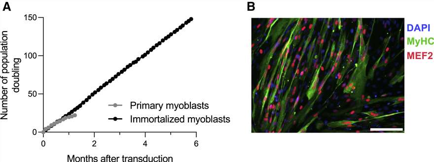 Primary human myoblasts are efficiently immortalized after transduction with lentiviruses encoding for CDK4 and hTERT.