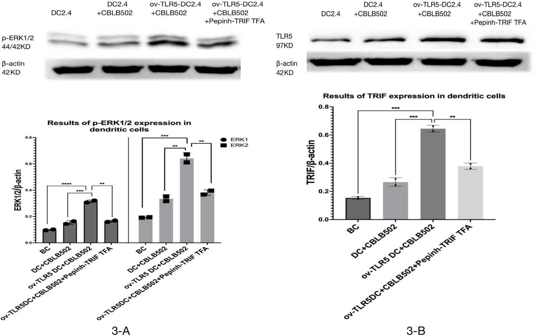 Expression of p-ERK1/2 protein in dendritic cells of each group and the effect of TRIF signal inhibition on its expression.