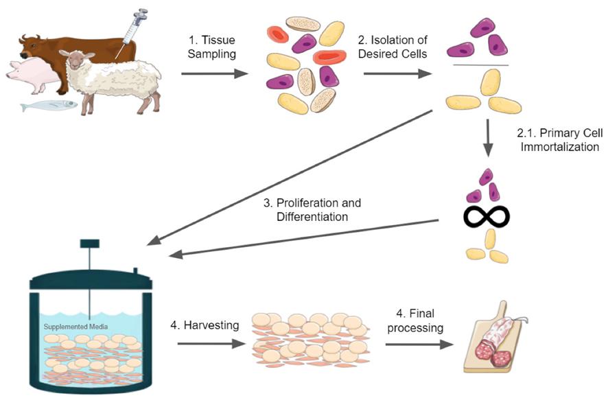 Figure 1. Brief overview of cultured meat production. The figure was constructed with illustrations taken from Servier Medical Art, licensed under a Creative Commons Attribution 3.0 Unported License.