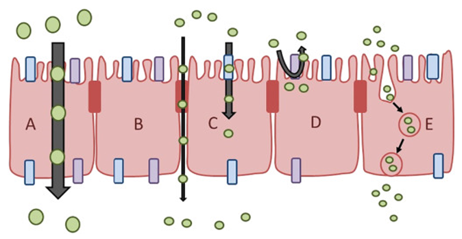 Schematic overview of different types of intestinal drug transport