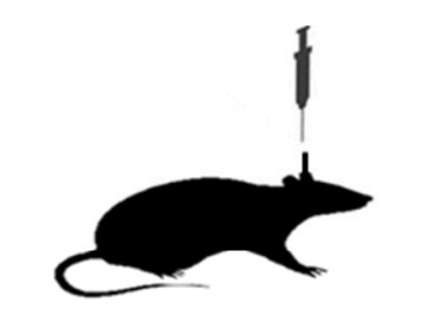 Intracerebral injection in mice 