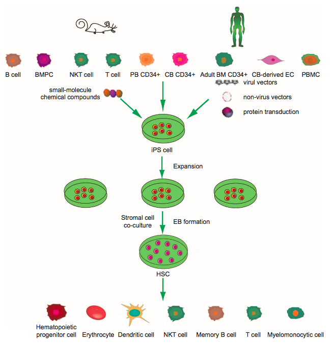 IPS Cell Differentiation