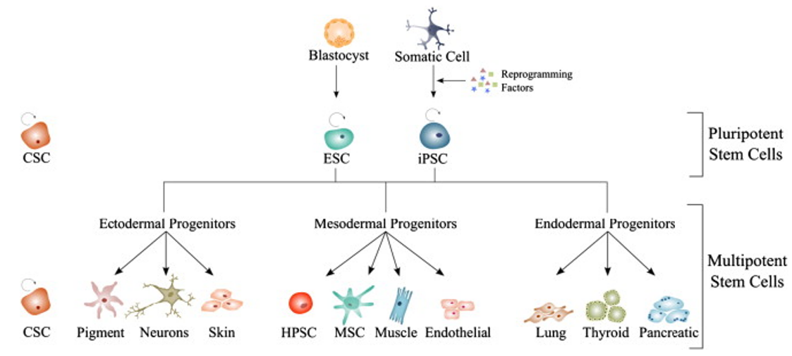 iPSC Differentiation