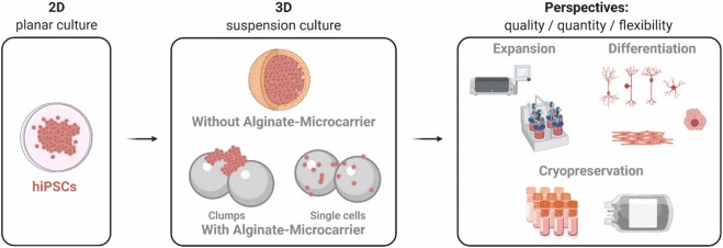 Different approach of the scalable expansion and differentiation of iPSCs.