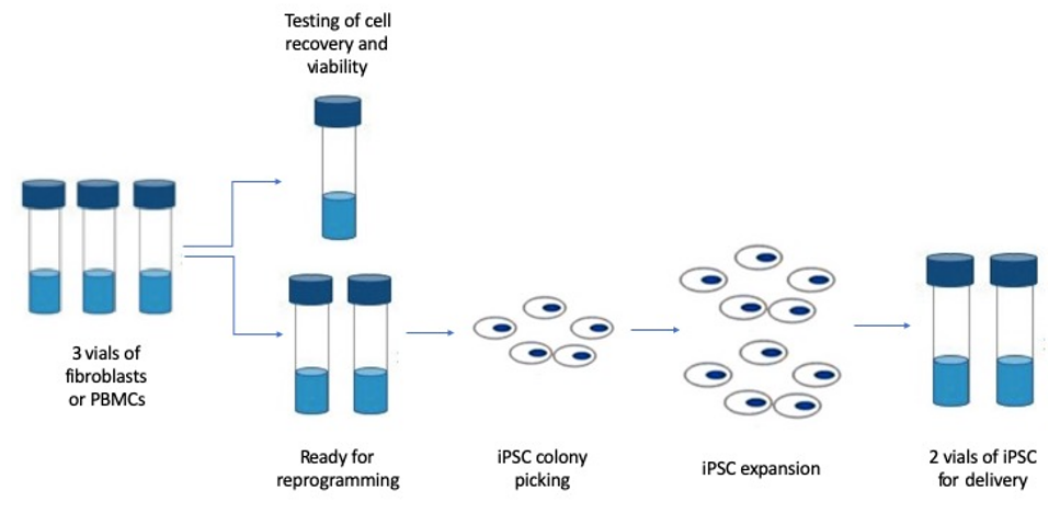 iPSC Generation service workflow at Creative Bioarray.