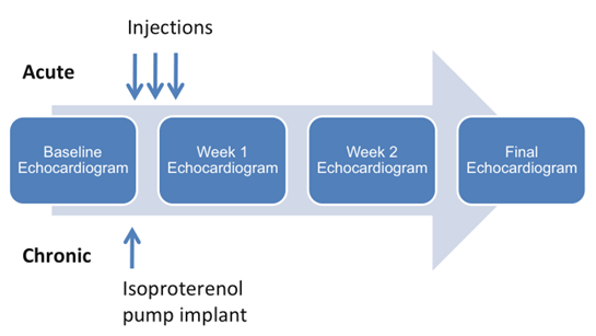 Acute and chronic isoproterenol models