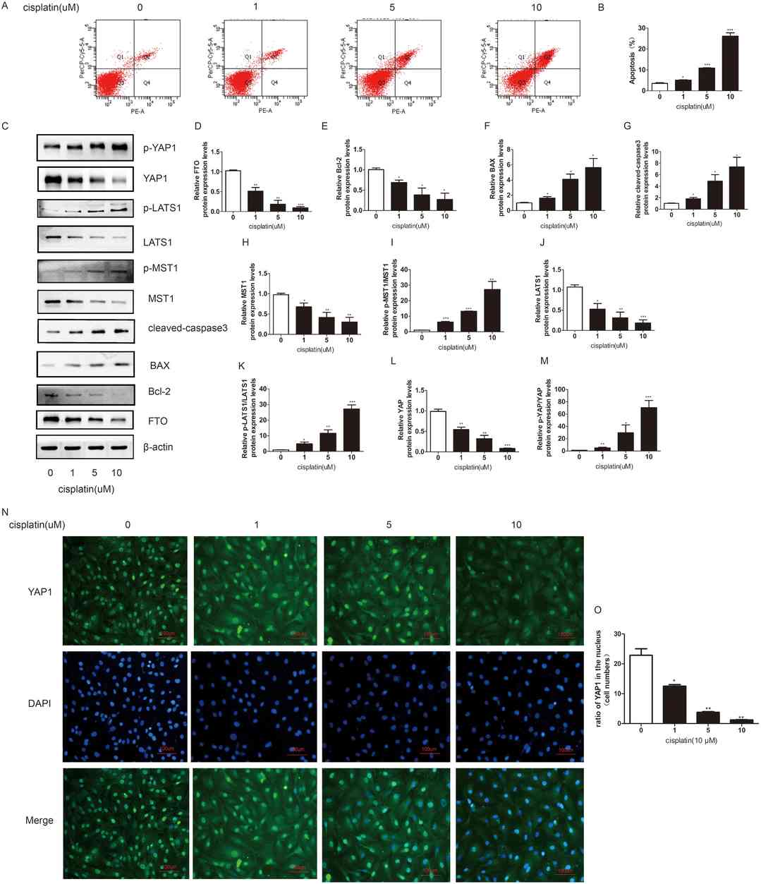 FTO attenuates the cytotoxicity of cisplatin in KGN granulosa cell-like tumor cells by regulating the Hippo/YAP1 signaling pathway
