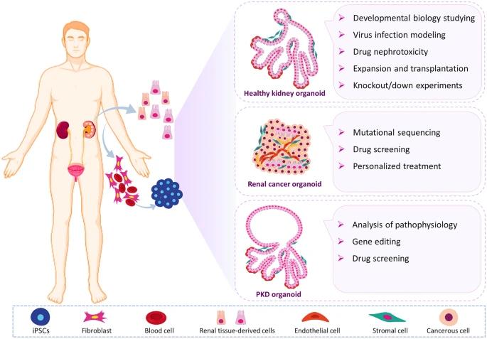 Kidney Organoid Differentiation