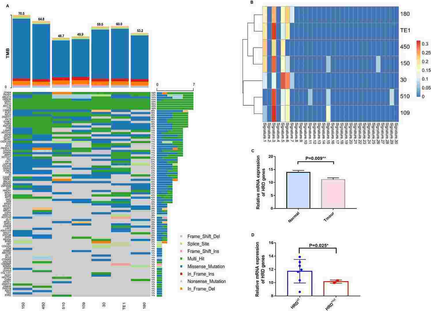 Tumor mutation burden (TMB) and significant mutated genes (SMGs) identified by MutSigCV and OncodriveFML with q value<0.1 in ESCC cell lines.