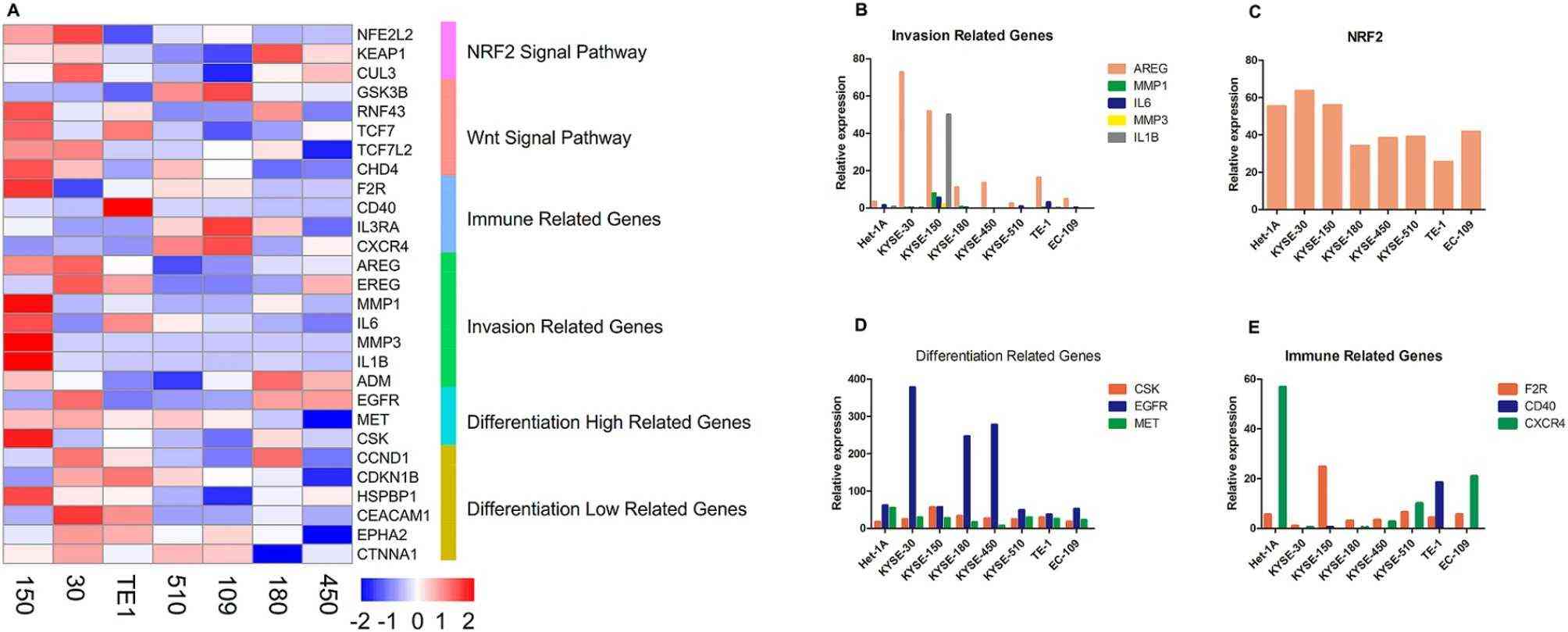 The expression of oncogenic related genes in ESCC cell lines.