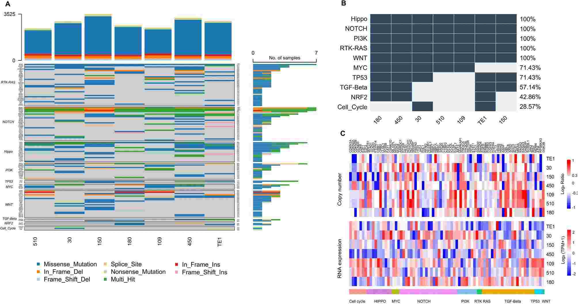 (A) Gene mutation of classical cancer-related signaling pathways in ESCC cell lines. (B) Mutation frequency of classical cancer-related signaling pathways in ESCC cell lines. (C) Copy number variations (CNV) and RNA expression of classical cancer-related signaling pathways in ESCC cell lines.