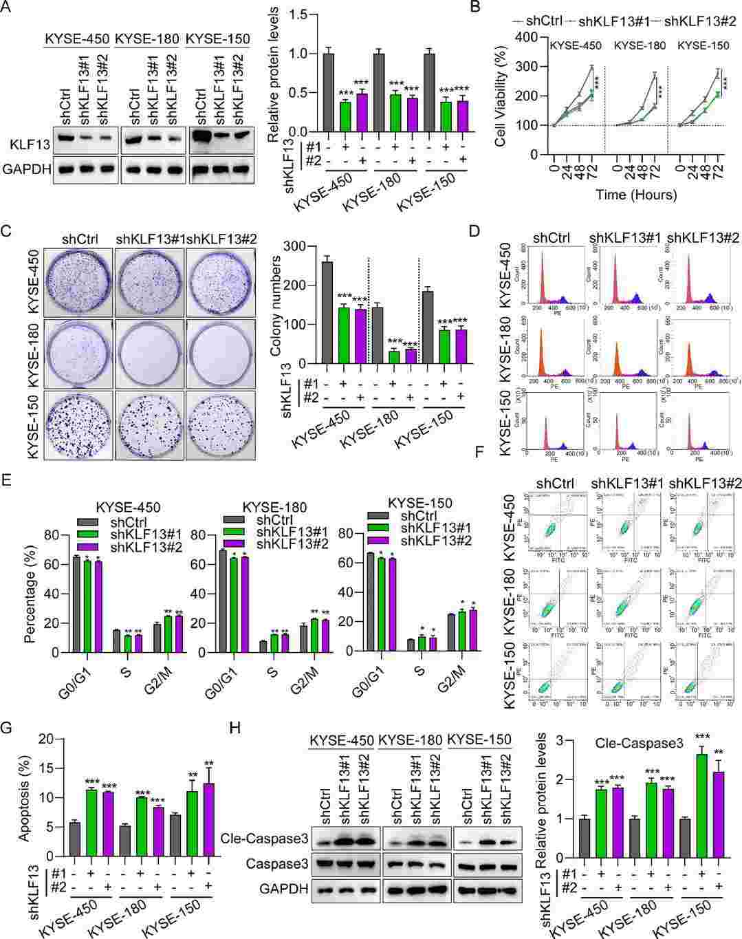 KLF13 silencing suppressed EC cell proliferation and migration.