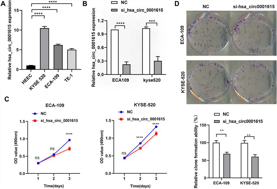 siRNA interfering with hsa_circ_0001615 expression markedly repressed hsa_circ_0001615 expression in ECA-109 and KYSE520 cells.
