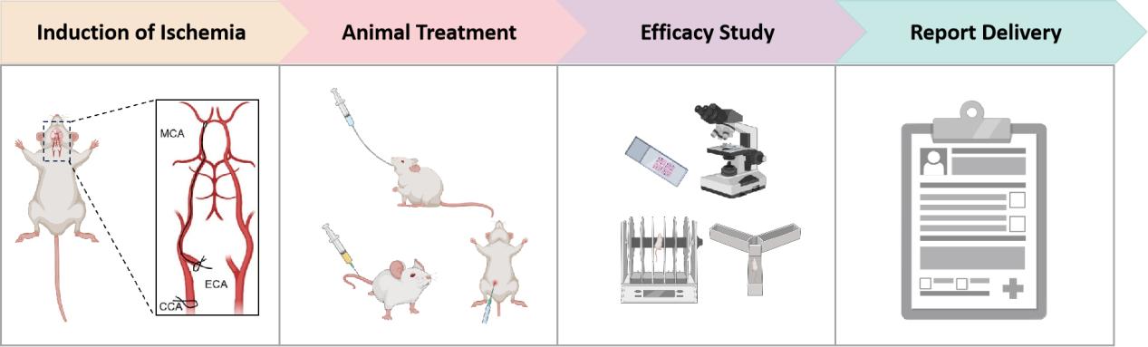 Fig. 1 Workflow of our MCAO model