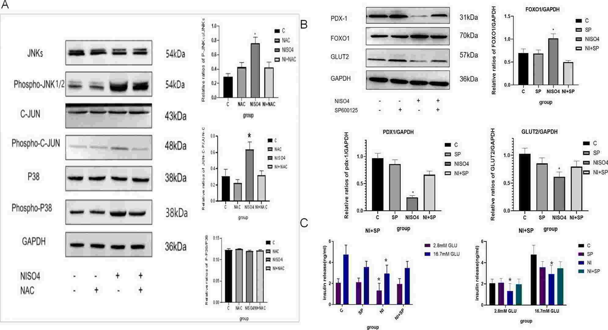 NiSO4 activated JNK pathway in MIN6 cells by inducing oxidative stress, upregulated FOXO1 protein expression, and downregulated PDX-1 and GLUT2 protein expression, affecting insulin release during GSIS.