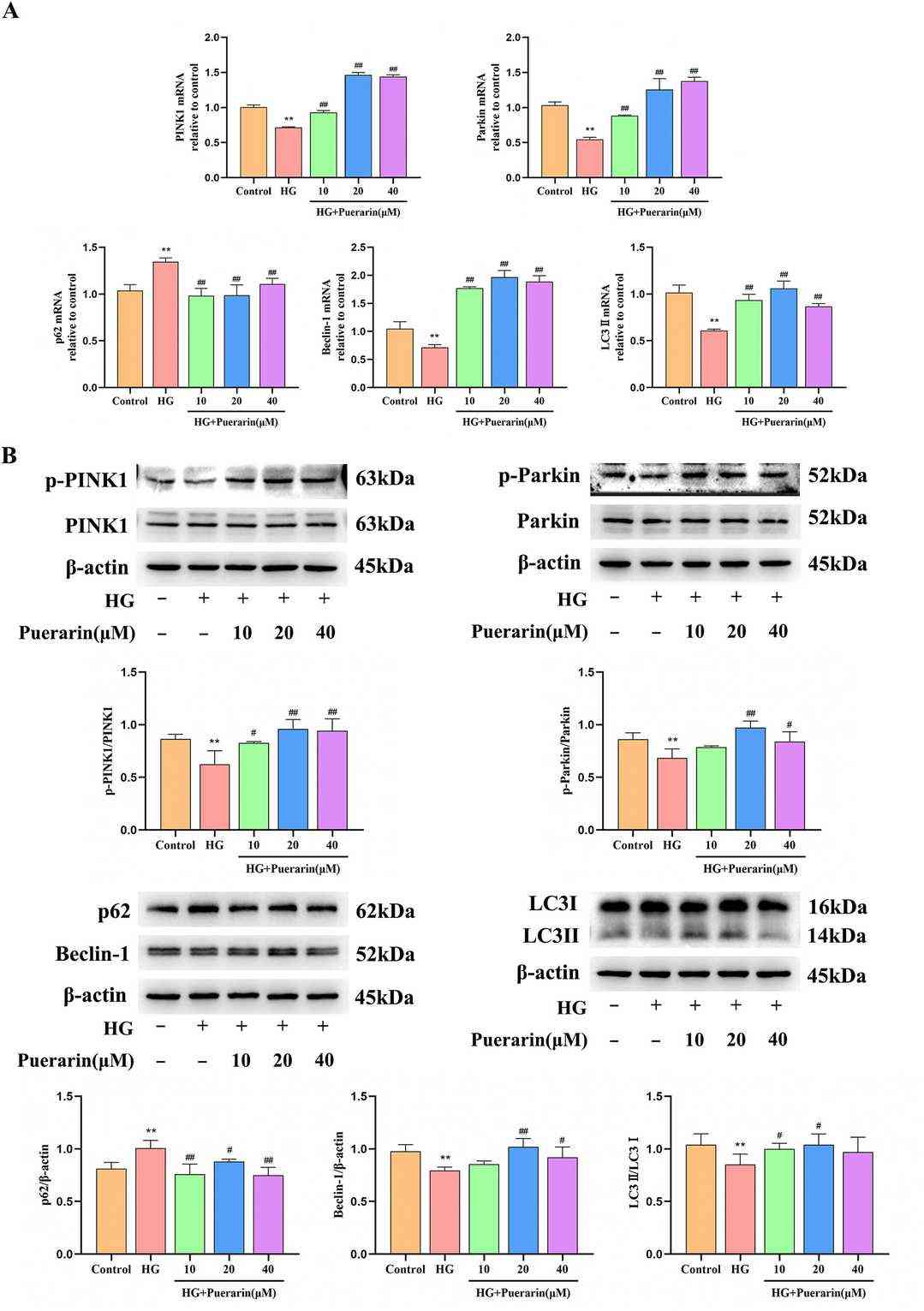 RT-qPCR and western blot detection of PINK1, Parkin, Beclin-1, p62 and LC3II mRNA and protein expression levels in MIN6 cells.
