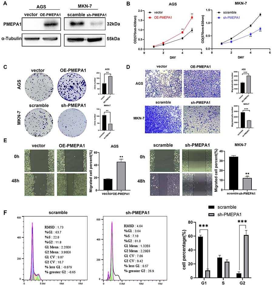 PMEPA1 promoted the proliferation and metastasis of gastric cancer cells