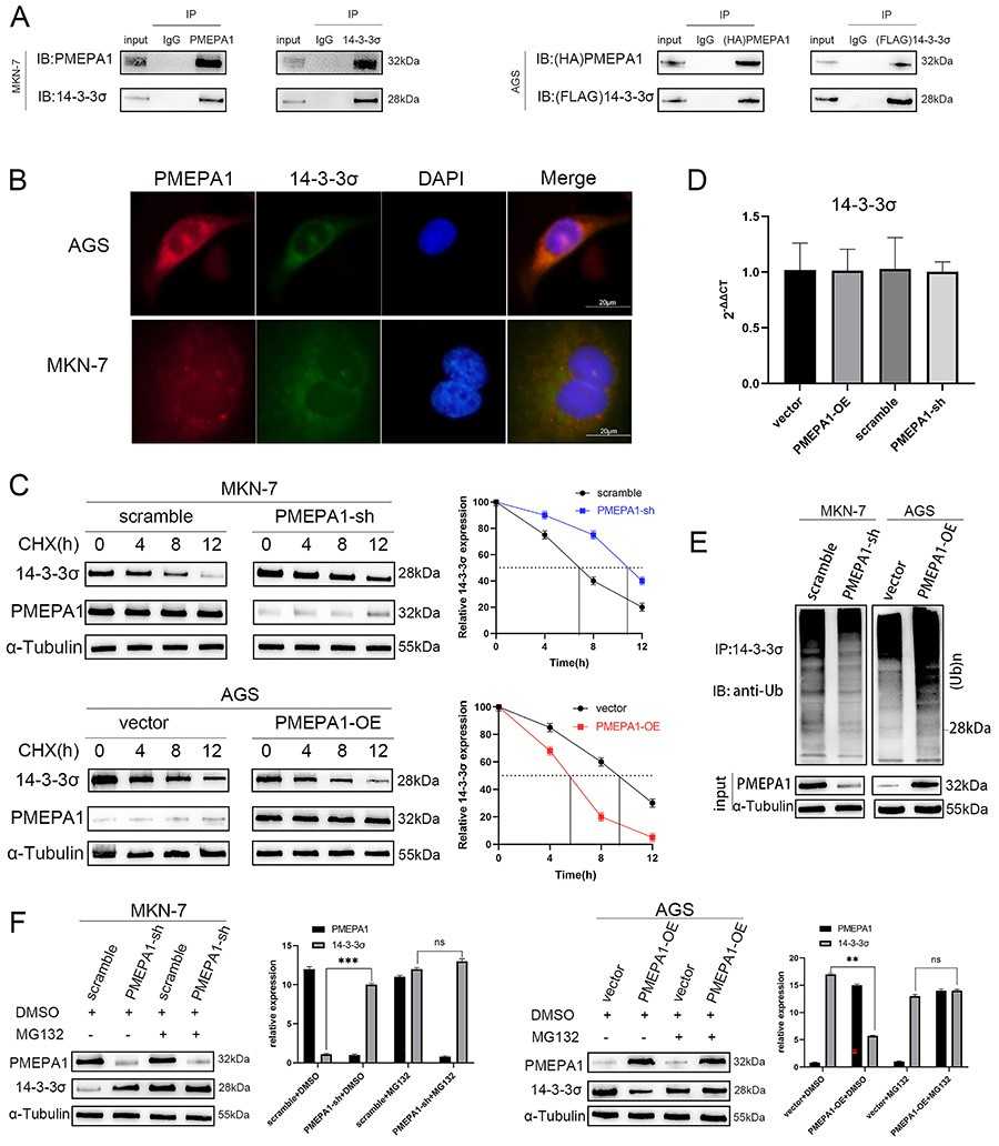 PMEPA1 interacted with 14-3-3σ and affected its stability.