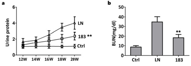 miR-183 mimics reduces renal function in LN mice. MRL/lpr mice were received intraperitoneal injection with either miR-183 mimic (183 group) or miRNA-control (LN group) at a dose of 1 nmol per mouse twice per week from 12 weeks to 28 weeks of age. The sex- and age-matched C57BL/6 mice (Ctrl group) were used as a control group. 