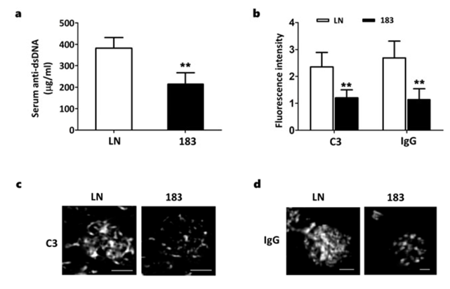 miR-183 mimics reduces serum anti-dsDNA antibody and renal deposition of
immune complex in LN mice. 