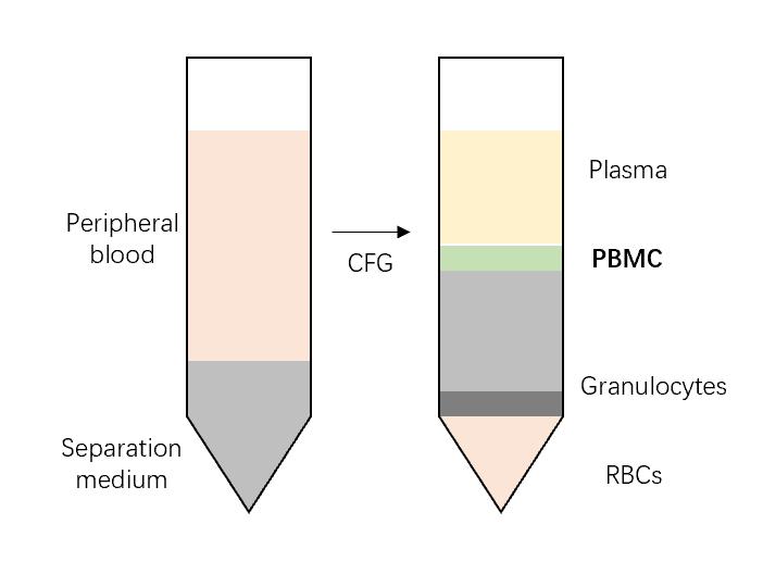 Fig. 1 Schematic diagram for separation of PBMC.