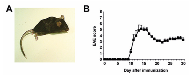 Representative EAE results. A. Representative picture of an immunized C57BL/6 mouse with EAE symptoms (EAE score 6). B. Representative disease course after immunization over 30 days. Data are shown as mean and standard error of the mean (n = 5) 