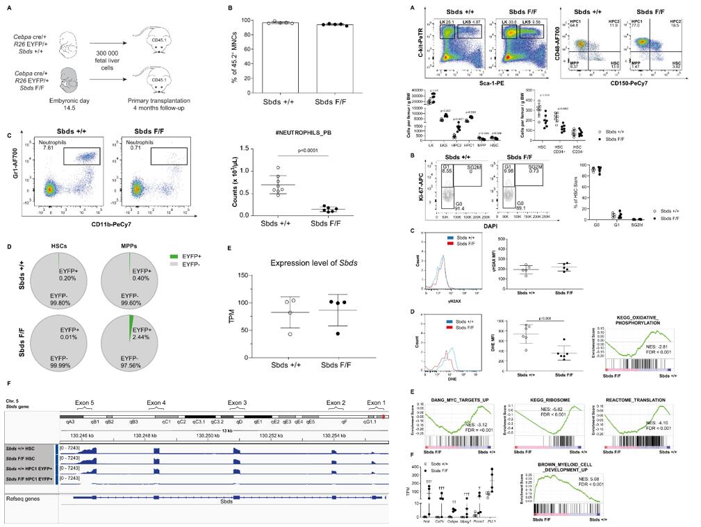 Left: A mouse model of profound and sustained neutropenia with genetically intact HSCs; Right: The HSC population in neutropenia displays myeloid priming while remaining quiescent.