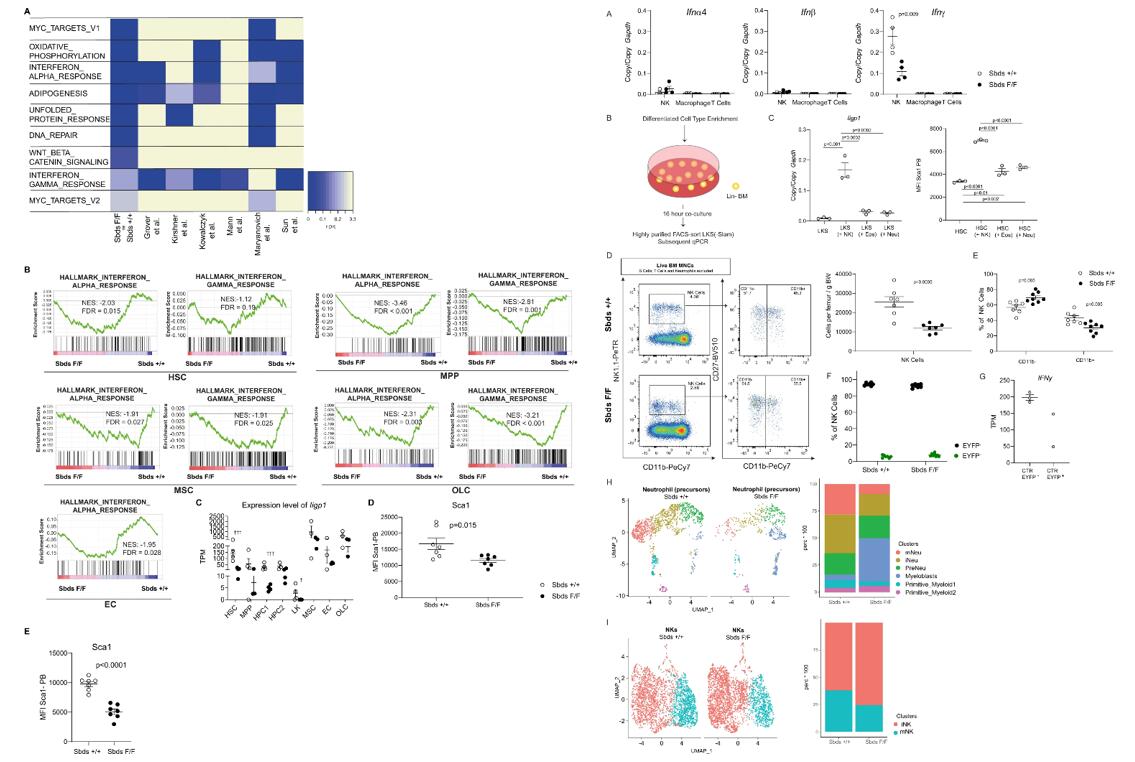 Left: Interferon signaling is abrogated in hematopoietic and niche cells in neutropenia; Right: NK cells are the main source of interferons in the bone marrow, induce interferon signaling in HSPC, and are deficient in neutropenic mice.