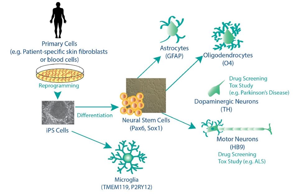 Neural Stem Cells Differentiation