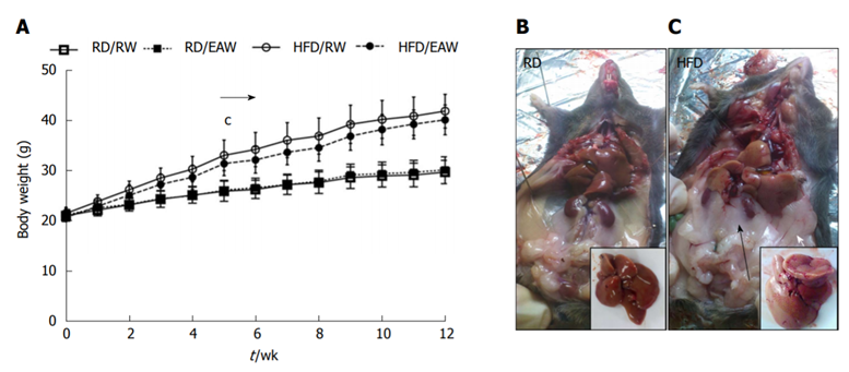Effect of electrolyzed-alkaline water on body weight and composition. A: Body weight (n = 12, mean ± SD) c shows significant diference between high-fat and regular diets; B and C: Ventral view of dissected mice after 12 wk of the experiment. Black arrow: Retroperitoneal fat pads; white arrow epididymal fat pad. Insert: Fresh dissected liver. RW: Regular water; EAW: Electrolysed alkaline water; RD: Regular diet; HFD: High fat diet.