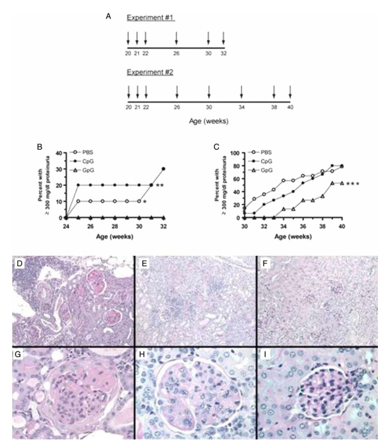 A GpG-ODN delays the development of proteinuria in NZB/W mice. 