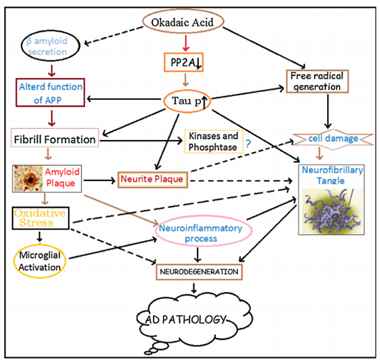 Schematic diagram showing the involvement of OKA in the pathogenesis of Alzheimer’s disease.