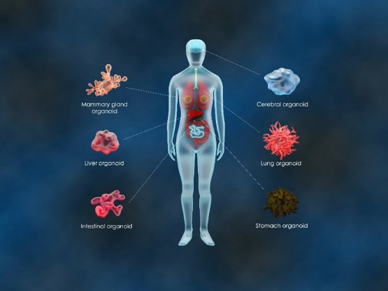 Organoid Differentiation from Induced Pluripotent Stem Cells