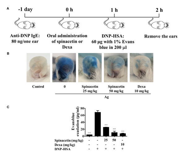Spinacetin inhibits IgE-mediated PCA reaction. (A) The mice were injected intradermally with 80 ng of anti-DNP IgE into one ear. After 24 h, the mice were intravenously injected with 60 mg of DNP-HSA containing 1% Evans blue. Spinacetin was orally administered 1 h before Ag administration. (B,C) The dye extracted from per ear was detected using spectrophotometer. 