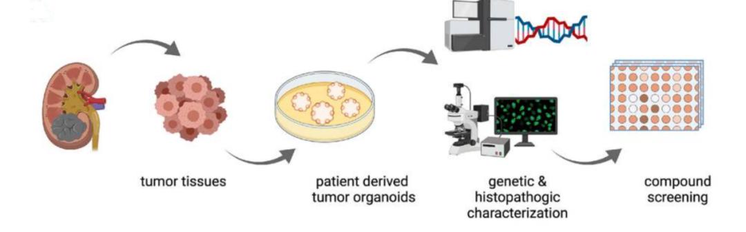 Fig. 1 Establishment and characterization of PDOs for HTS.