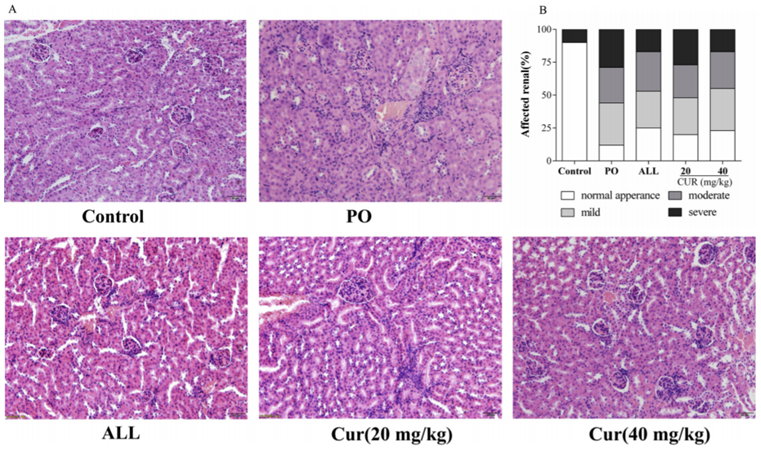 Effect of CUR on kidney pathological changes for PO-induced hyperuricemic mice. (A) The representative pictures of kidney histopathology (200×). (B) Affected renal (%) (n = 3).