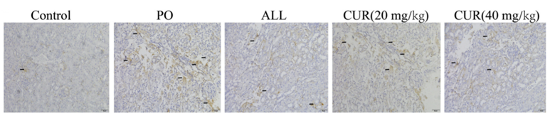 Effects of CUR on the levels of pro-inflammatory cytokines.