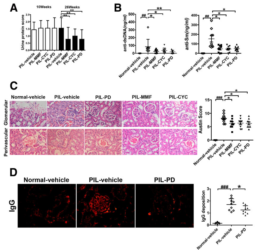 PD ameliorated lupus manifestations in the kidneys in Pristane induced lupus mouse model (PIL mouse model). PIL mice were treated with vehicle or with PD (45 mg/kg, daily), CYC (1.8 mg/mouse, weekly), MMF (100 mg/kg, daily) for 16 weeks. The proteinuria was assessed as described in Materials and Methods. B The levels of anti-dsDNA antibodies and anti-Sm antibodies were examined by ELISA. C On the left, representative H&E staining of glomerular and renal vascular lesions in kidneys was shown (× 400). On the right, Austin scores of kidneys were shown. D On the left, the glomeruli were stained for IgG deposition and the representative staining images were shown (× 400). On the right, 25 glomeruli were analyzed and the average score was calculated for each kidney as described in Materials and Methods. 