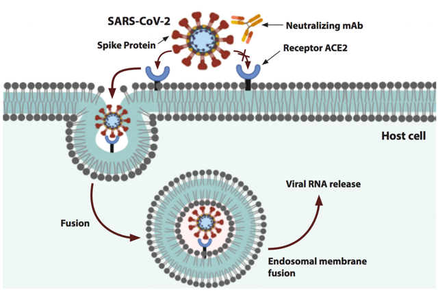 Competition of NAbs with ACE2 for binding to the spike protein of SARS-CoV-2.