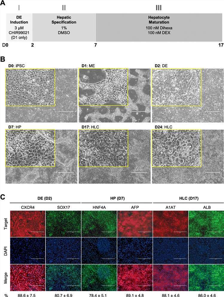 Fig. 1. a Schematic diagram showing the three-phase differentiation process. b Representative images showing sequential morphological changes at each stage of the differentiation. c Representative immunocytochemistry images demonstrating the expression of key markers at each stage of the differentiation