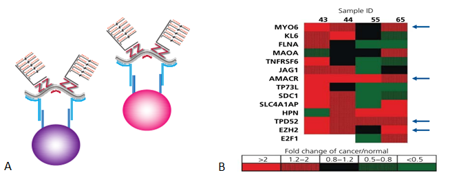 QuantiGene Plex Assay