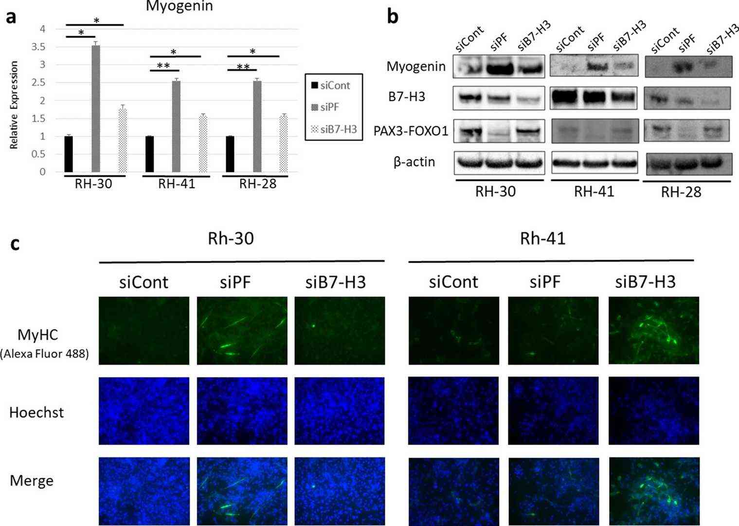 PAX3-FOXO1 and B7-H3 negatively regulate myogenin expression and interfere with myogenic differentiation