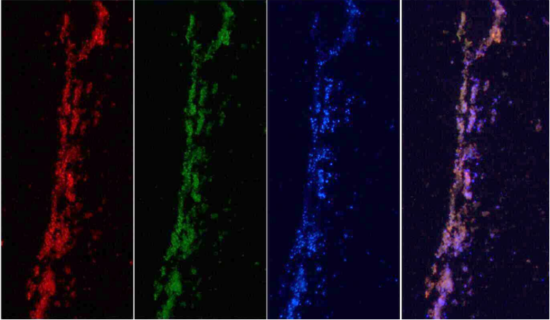 Arabidopsis thaliana leaf tissue. Probe 1 of interest (Red). Probe 2 of interest (Green). DAPI (Blue)