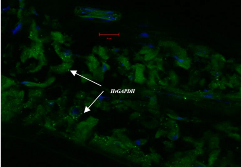 Single-plex detection in RNAscope V2 assay for HvGAPDH mRNA on barley line Q21861 leaf sections during assay optimization.