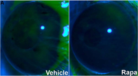  Improvement in ocular surface integrity in male NOD mice treated with Rapa eye drops for 12 weeks relative to the vehicle alone.