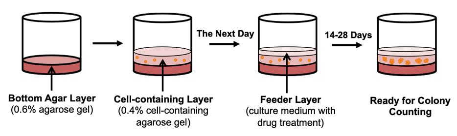 Schematic Overview of Soft Agar Colony Formation Assay Protocol.