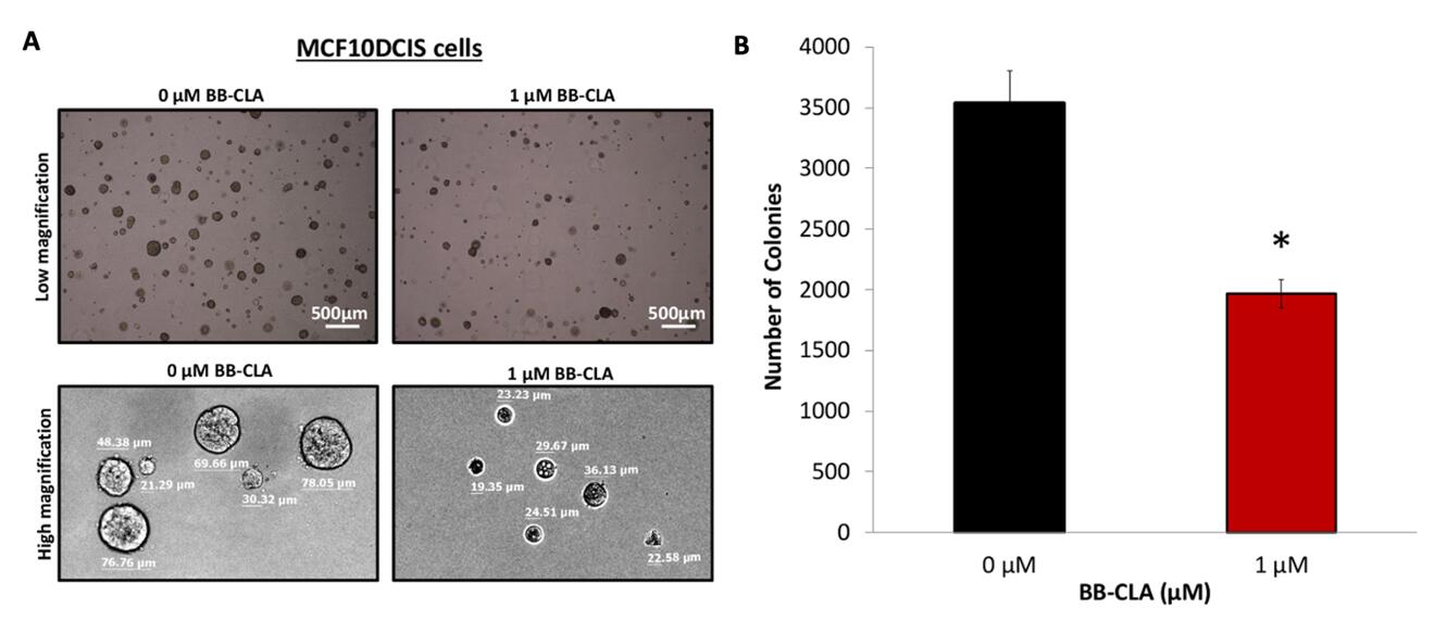 Images (A) and Colony Count (B) for MCF10DCIS Cells with or without BB-CLA Treatment in Soft Agar.
