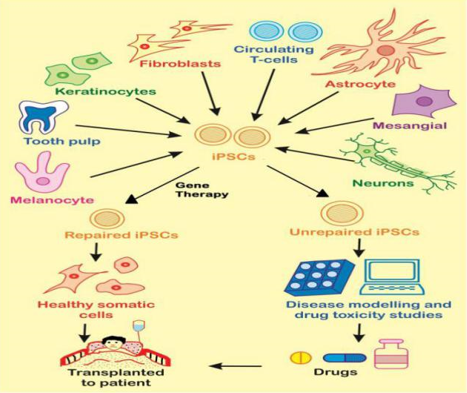  Somatic Cell Reprogramming