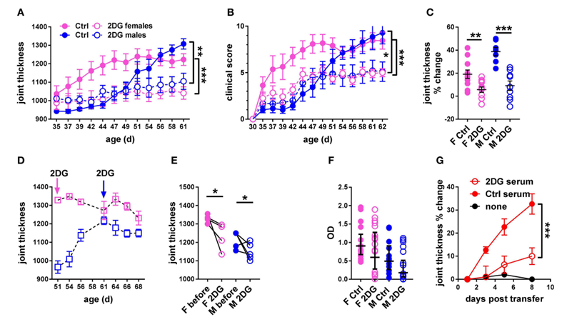 Glycolysis inhibition reduced joint inflammation in KBN mice. Time course of joint thickness (A) and clinical scores (B) in mice treated or not with 2DG (female controls N = 11; female 2DG N = 12; male controls N = 7; male 2DG N = 9). (C). Percent change in joint thickness between d 35 and d 61 in these mice (t-tests). (D). Time course of joint thickness in mice in which treatment with 2DG started after severe joint inflammation was established, at 51 d old for females and 61 d old for males (as indicated by arrows). (E). Changes in joint thickness after 2DG treatment shown in (D) in individual mice (initial and terminal measurements, paired t-tests). (F). Serum anti-GPI IgG in mice treated preventively or not with 2DG as shown in (A,B) (geometric means ± 95% confidence intervals). (G). Joint thickness in KRN mice after transfer of serum from KBN mice treated with 2DG or controls (N = 6 each). An uninjected KRN mouse is included as control. Plots in (A,B,G) were compared by 2-way ANOVA. *p < 0.05; **p < 0.01; ***p < 0.001. 