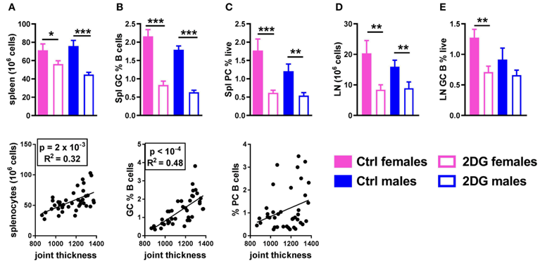 Glycolysis inhibition reduced lymphoid expansion as well as GC B cells and plasma cell differentiation. Mice treated with 2DG showed a reduced number of splenocytes (A) and frequency of GL7+CD95+ GC B cells (B), both of which were correlated with disease severity, as well as a reduction of the frequency of CD138+B220lo/neg plasma cells, which was not correlated with disease activity (C). 2DG also reduced the number of cells (D) and the frequency of GC B cells (E) in the JDLN. Mean values between the treated and control mice were evaluated with t-tests. *p < 0.05; **p < 0.01; ***p < 0.001. Correlations between joint thickness and immune variables were computed by pooling the 4 groups of mice and evaluated with a Pearson test as indicated for each graph. 